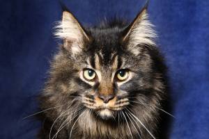 Maud et MARINE - Les bidons de lyon